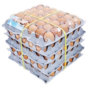 [Ǹ] Ư(/ô/׻/HACCP) 5(150)